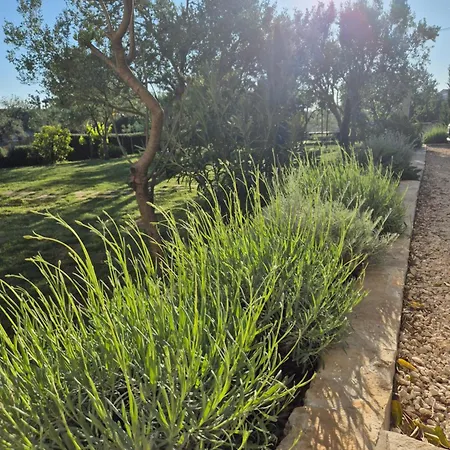 Evita Mediterranean Family Oasis Among Olive Trees